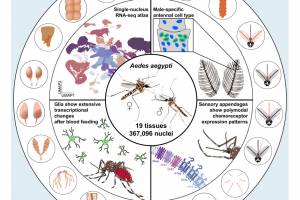 yellow Fever vaccine