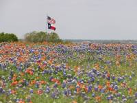 us and texas flags with wild floweres in the foreground