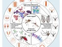 yellow Fever vaccine
