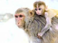 rhesus monkeys 